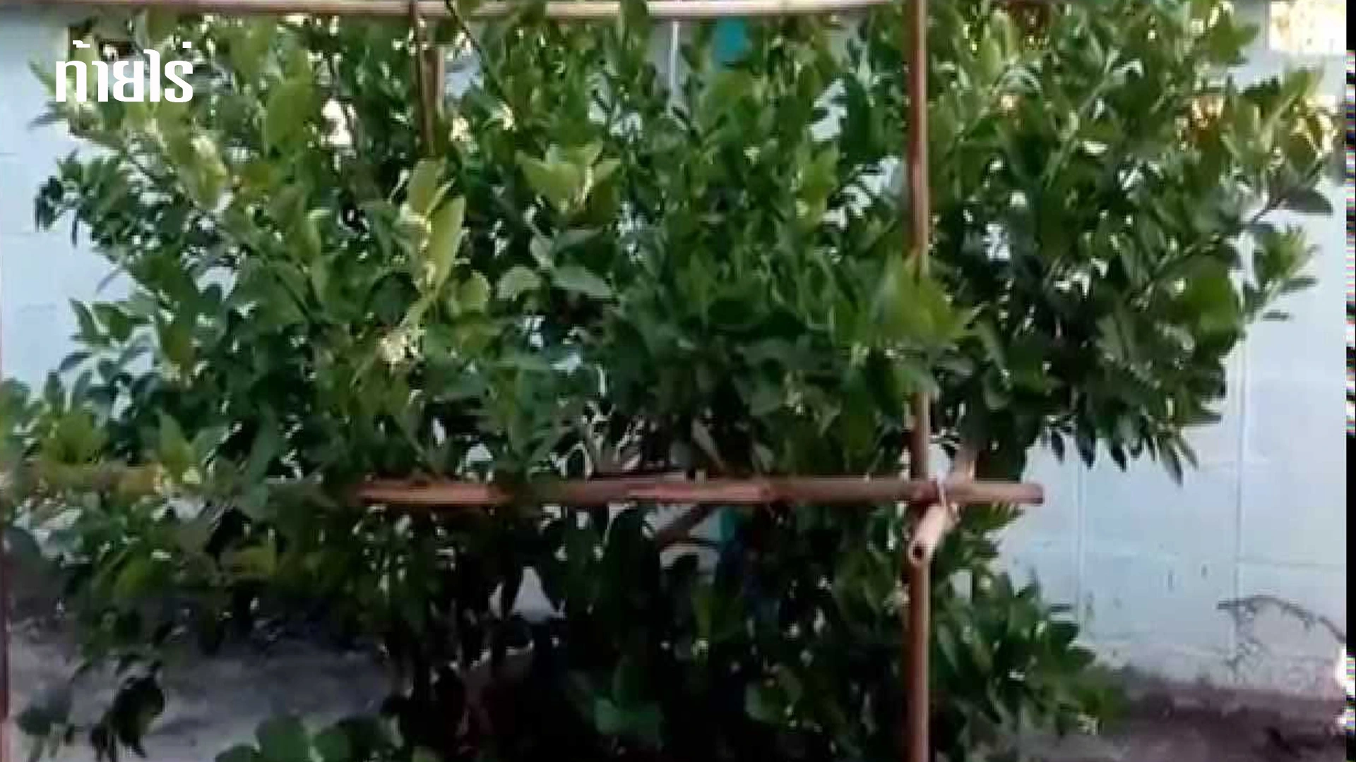 การค้ำกิ่งมะนาว