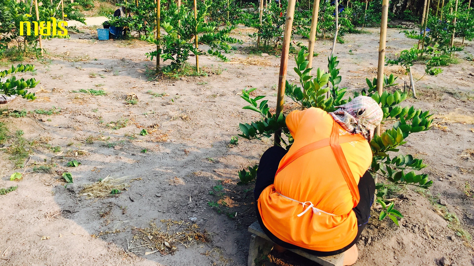 การดูแลมะนาวปลูกลงดินแบบมืออาชีพ