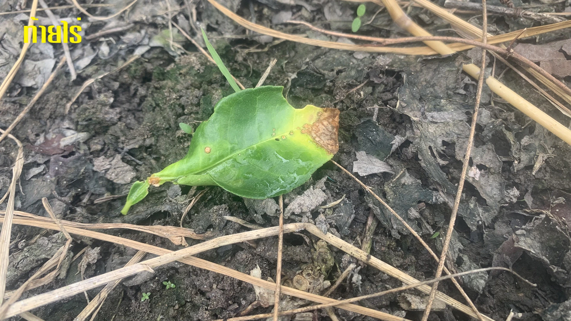 ใบที่เป็นแคงเกอร์ทยอยร่วง