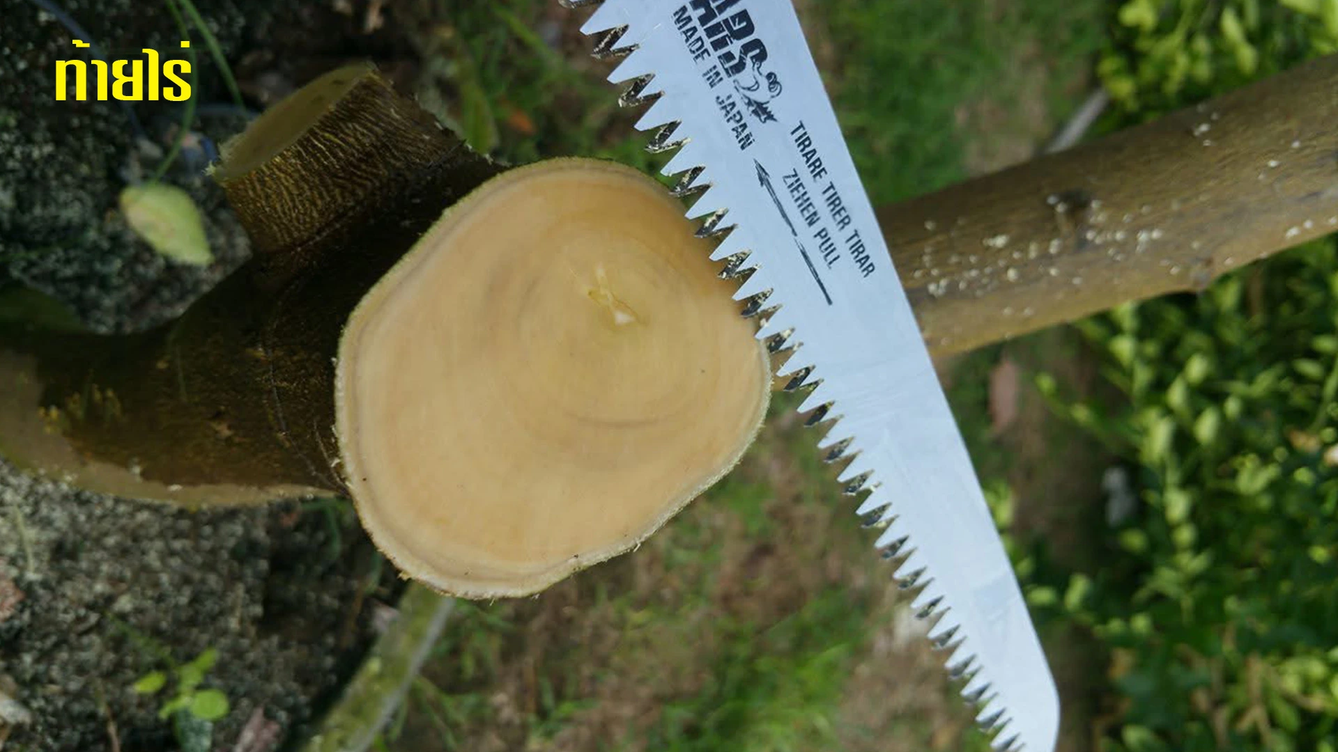 การตัดกิ่งมะนาวขนาดใหญ่ด้วยเลื่อย