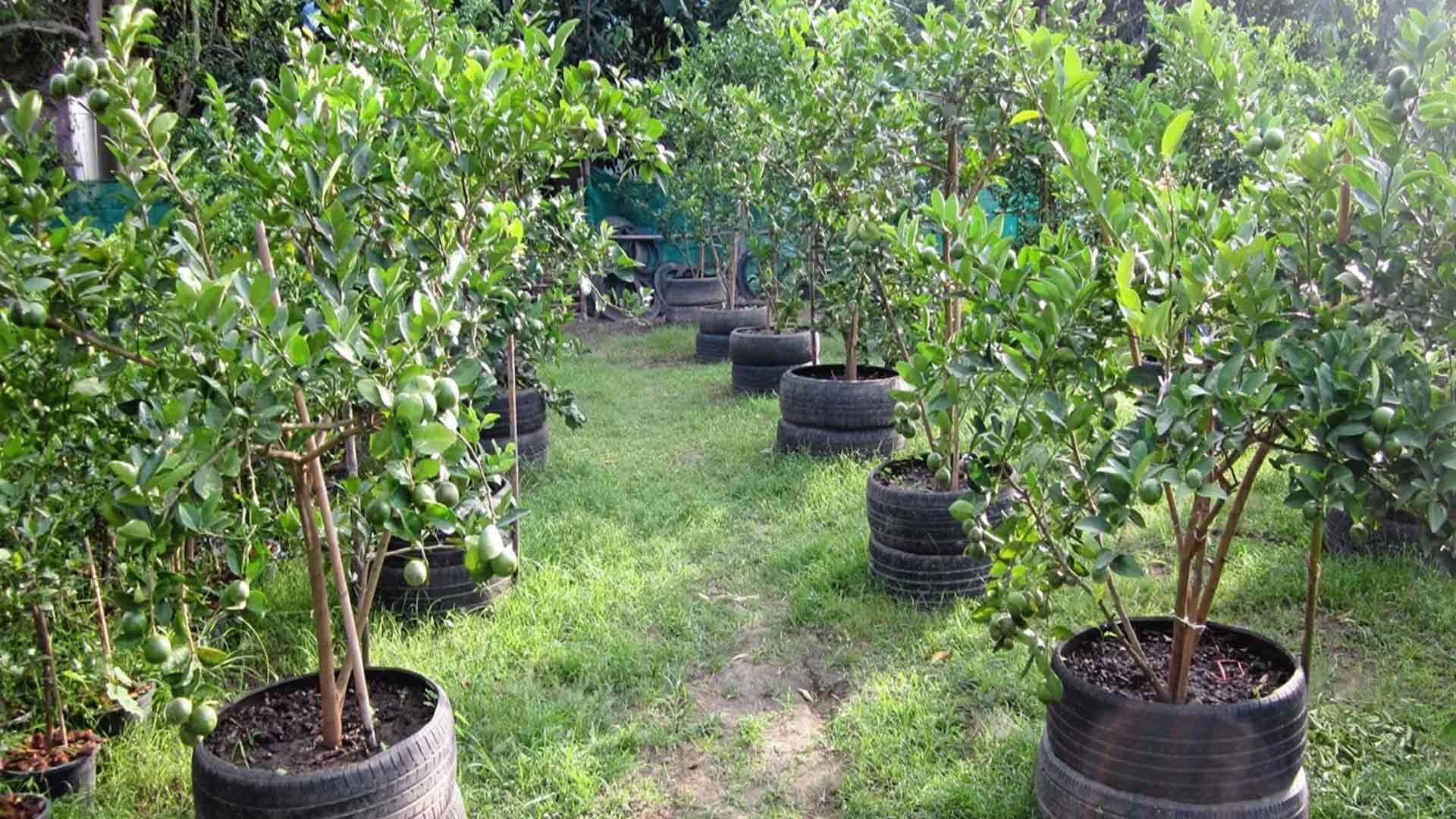 การปลูกมะนาวในยางรถยนต์