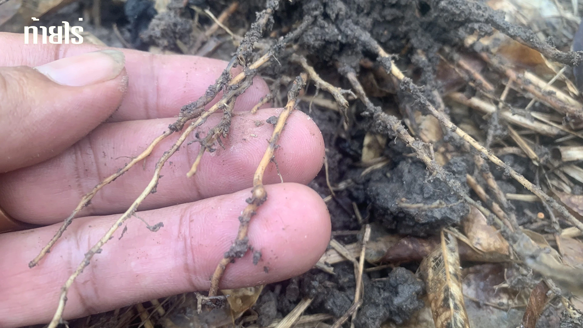 ขั้นตอนการเกิดรากเน่าจากน้ำขัง