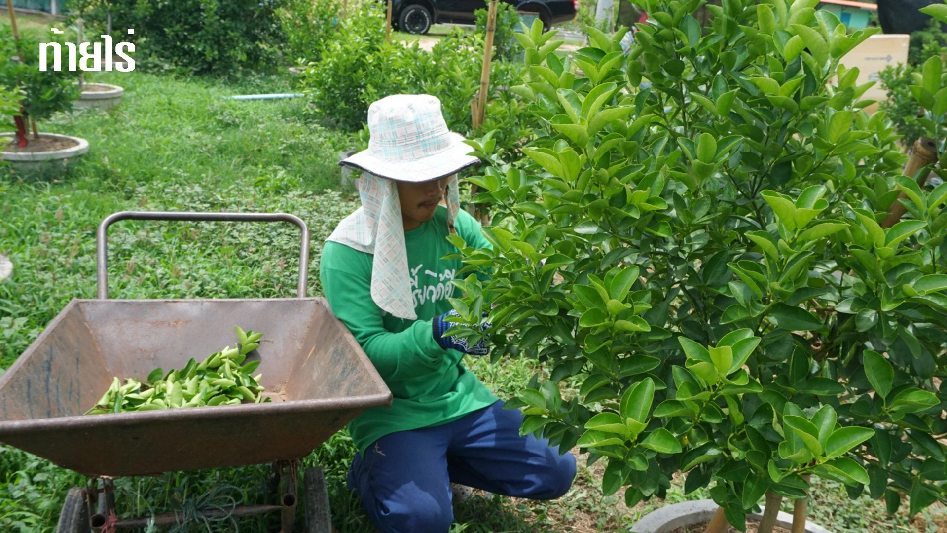 เหตุที่ต้องออกแบบทรงพุ่มมะนาว