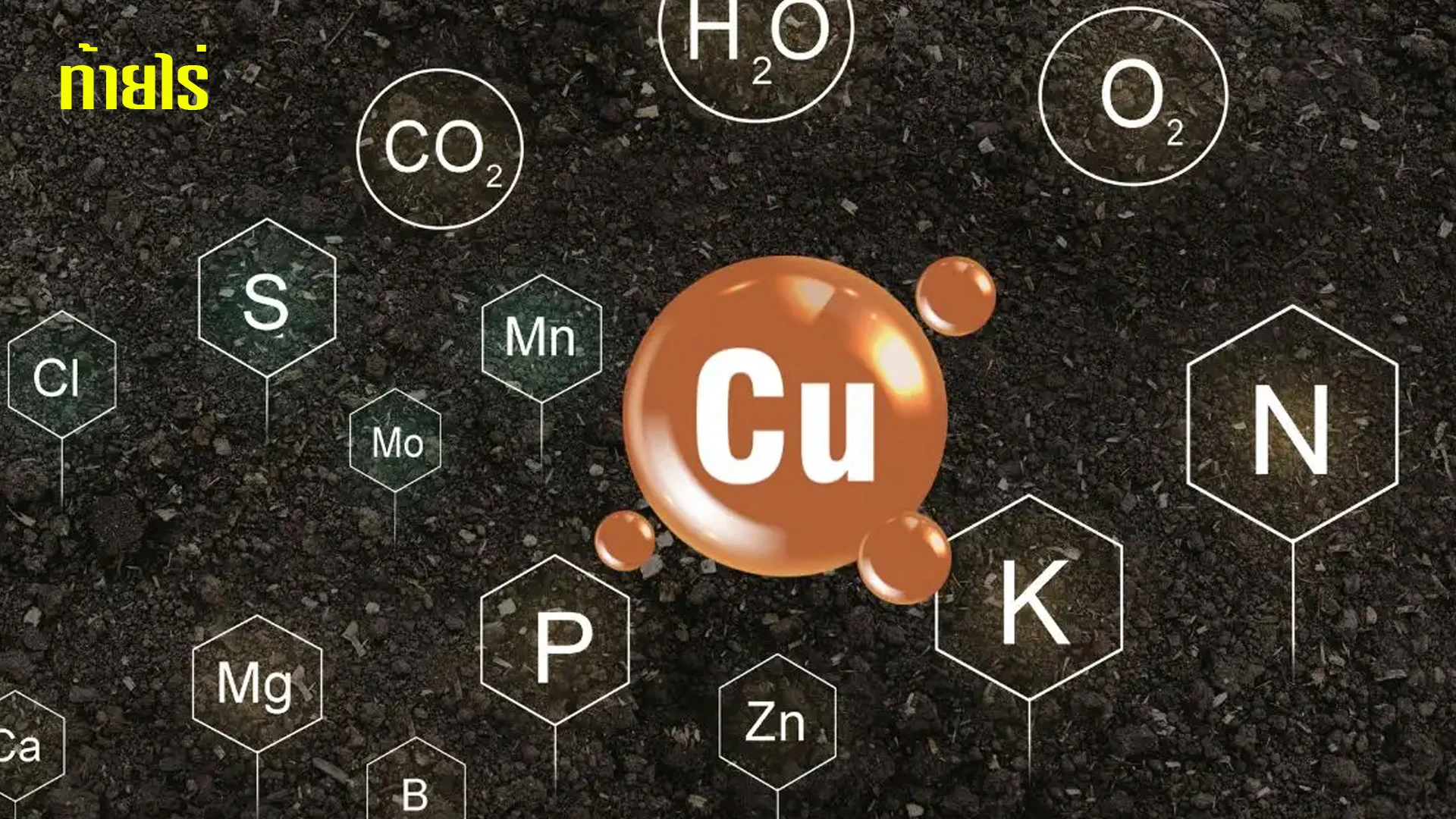ทองแดง (Cu) กับการสร้างลิกนิน
