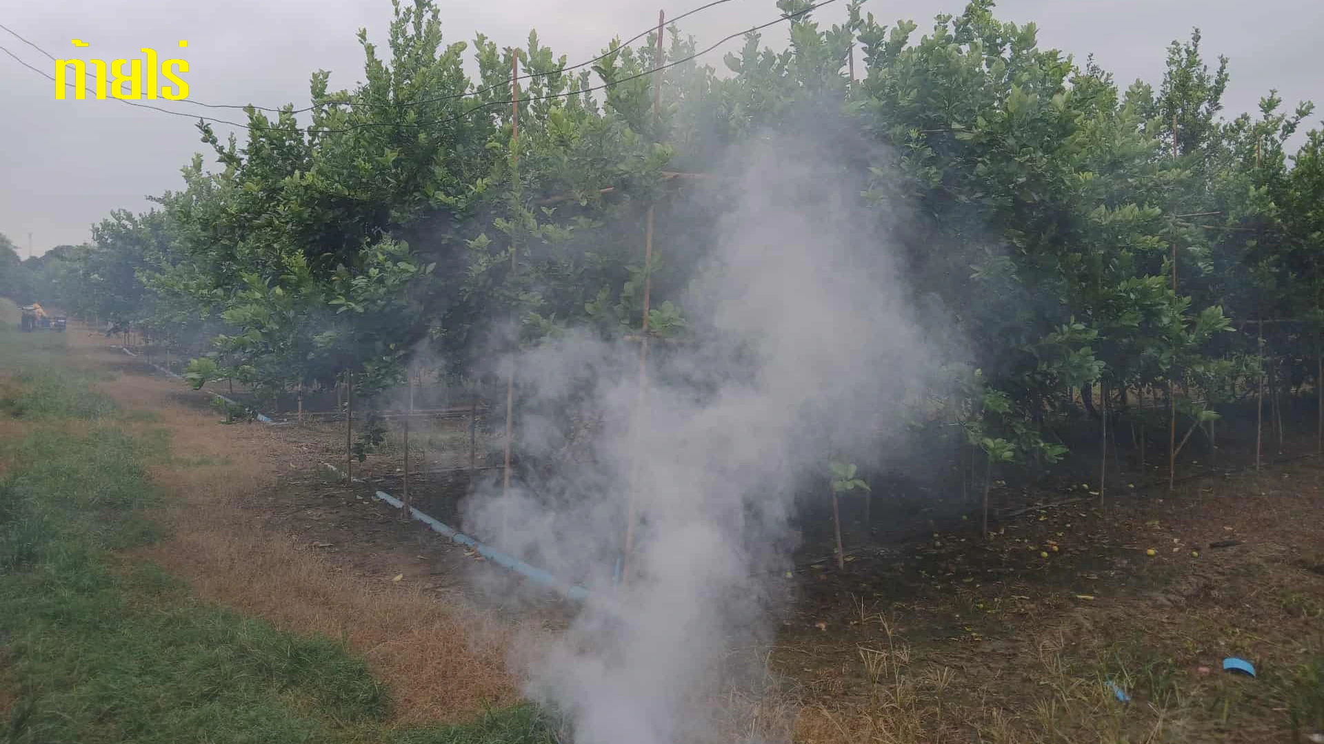 การรมควันเพื่อเปิดตาดอกมะนาว