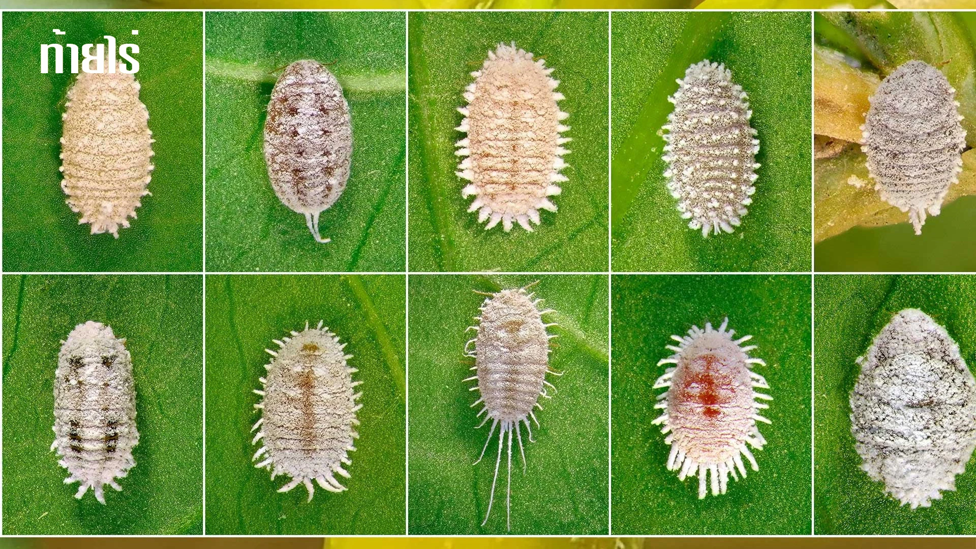 ระวังเพลี้ยแป้ง (Mealy bug) ระบาดในสวนมะนาวช่วงหน้าร้อน