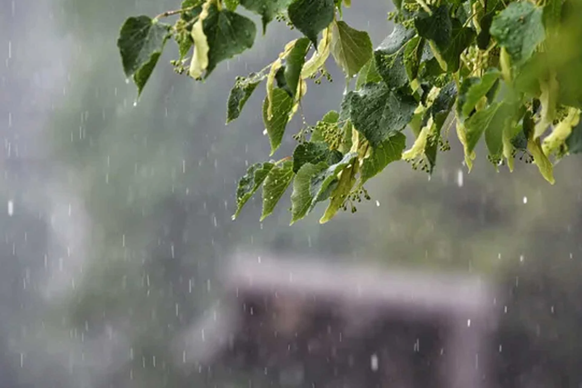 ไนโตรเจนในน้ำฝนมีจริงไหม