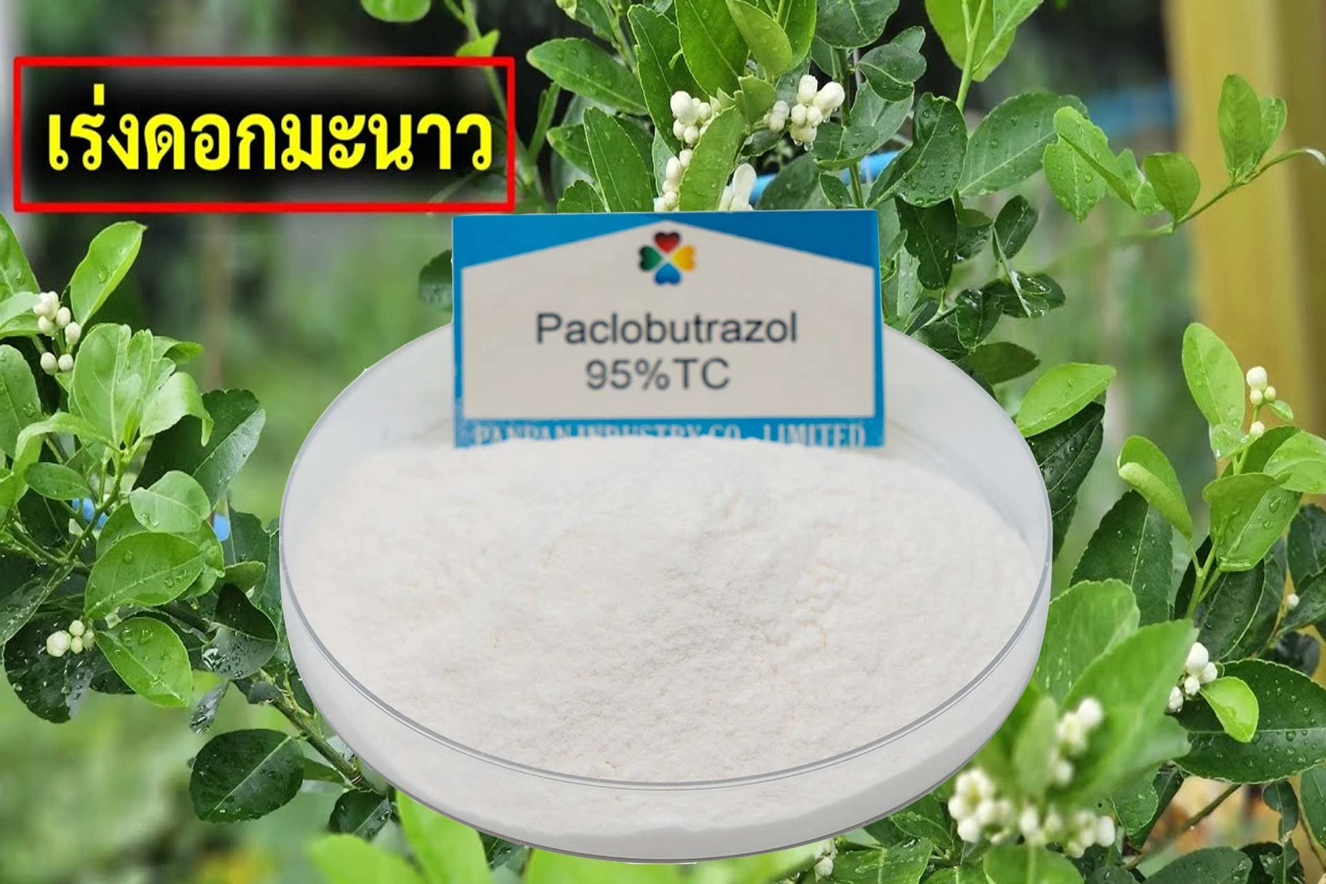 แพคโคบิวทาโซน