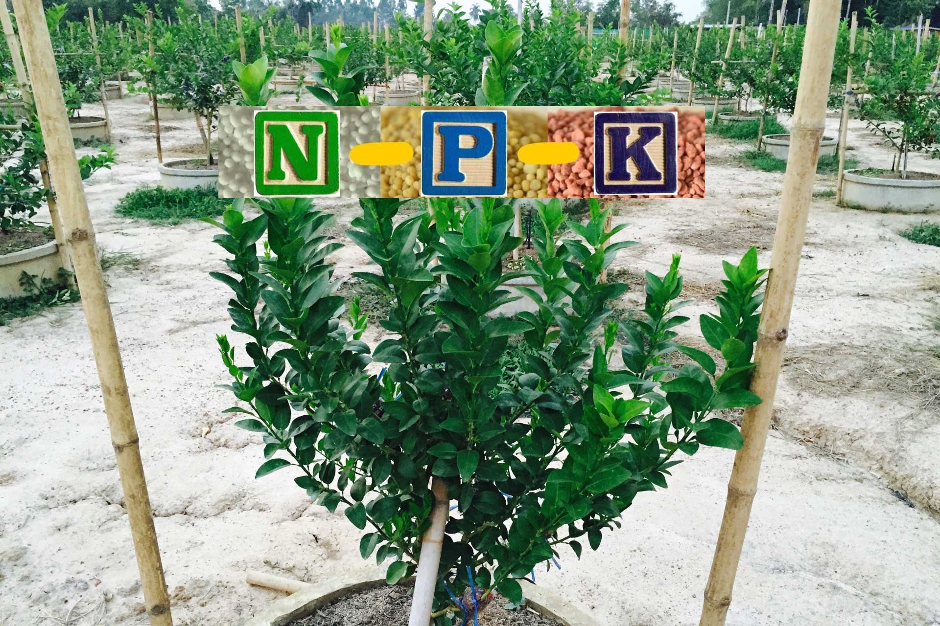 เจาะลึกธาตุ N-P-K กับมะนาว
