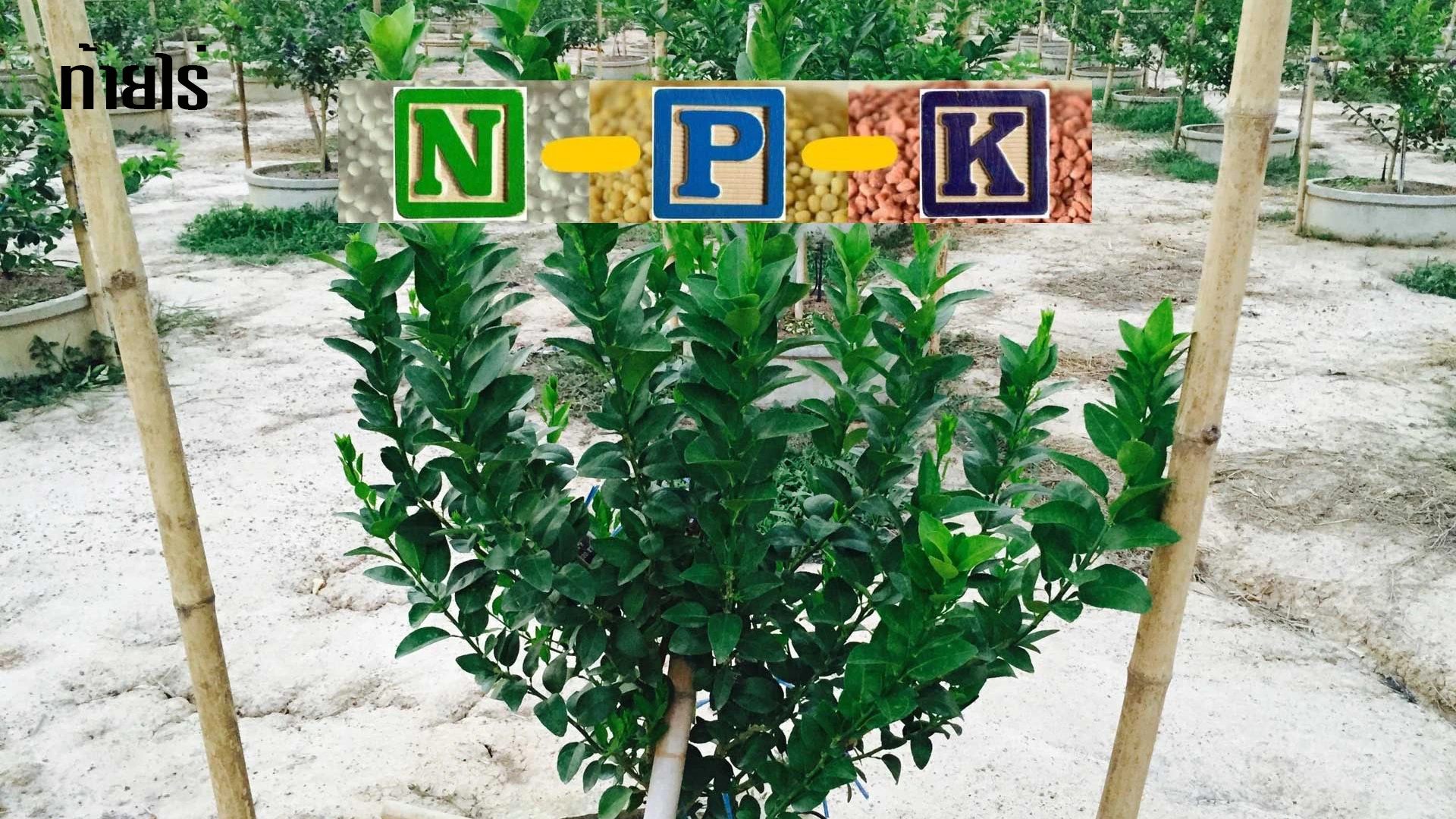 เจาะลึกธาตุ N-P-K กับมะนาว