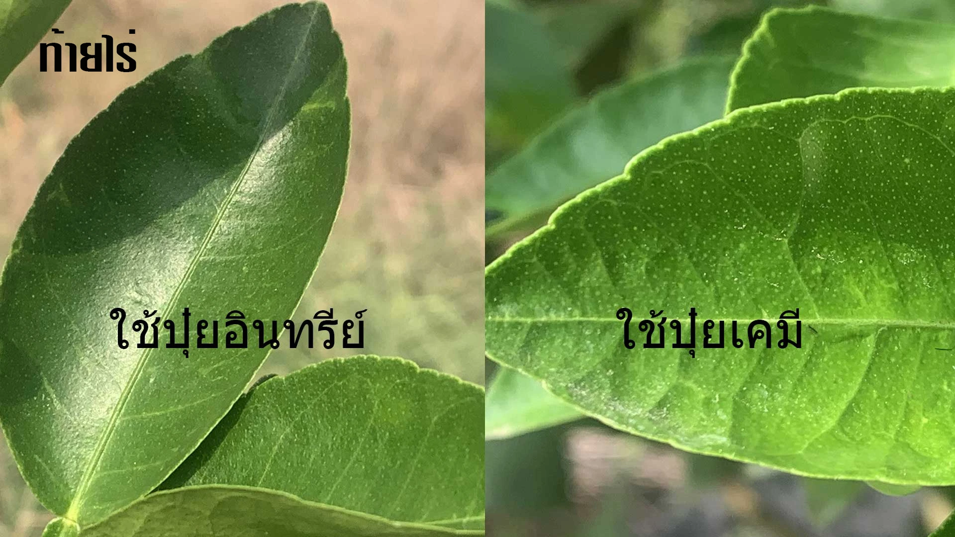 ใช้ปุ๋ยอินทรีย์กับความต้านทานโรคในมะนาว