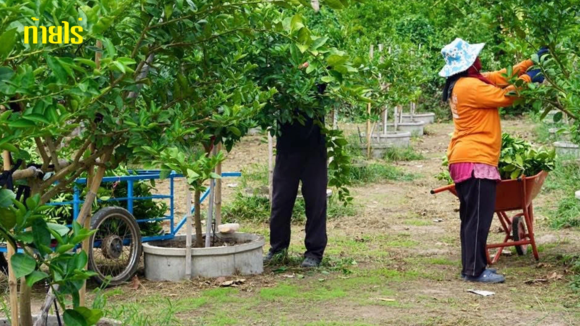 เคล็ดลับ 8 วิธีการตัดแต่งกิ่งมะนาวระดับมืออาชีพ
