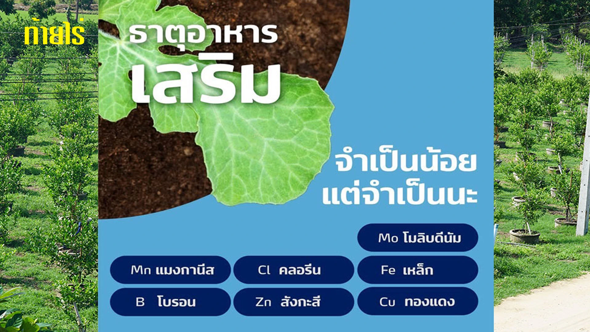 ธาตุอาหารเสริมที่จำเป็น