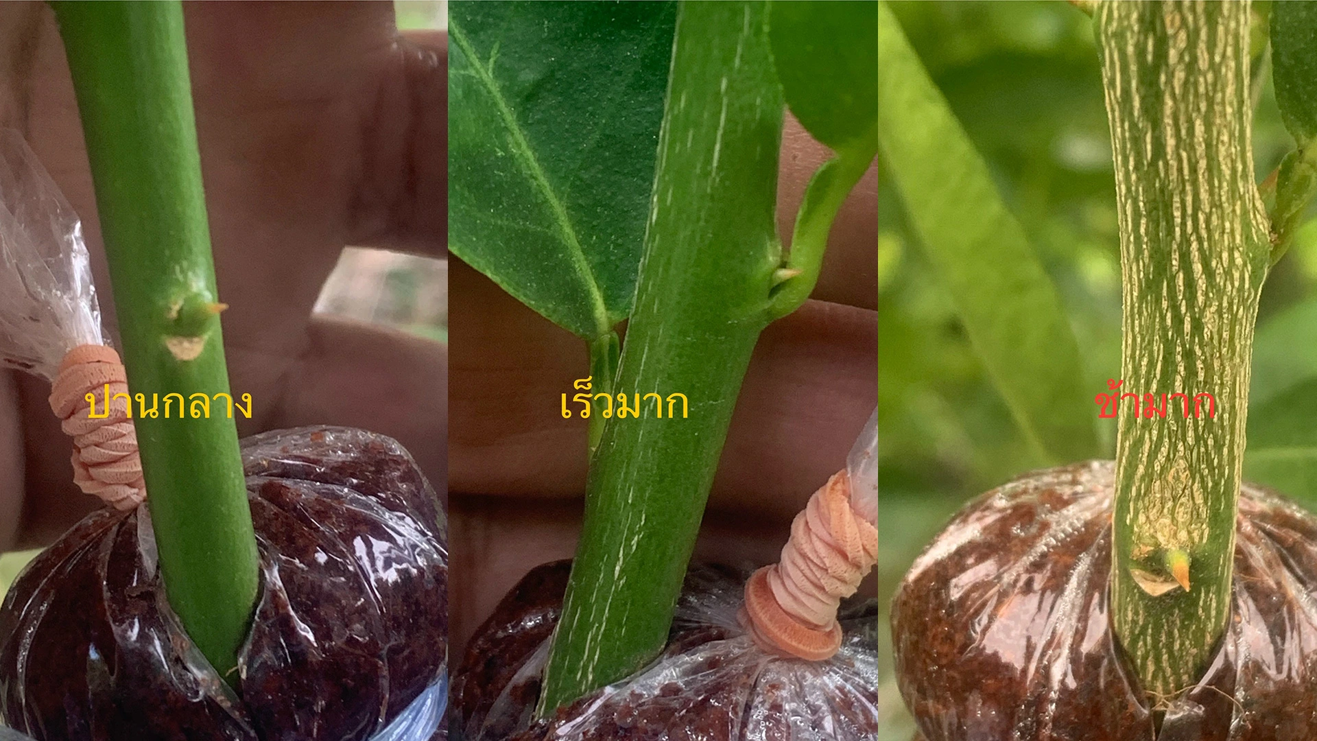 สีของกิ่งตอนมะนาวที่มีผลต่อระยะเวลาการออกราก