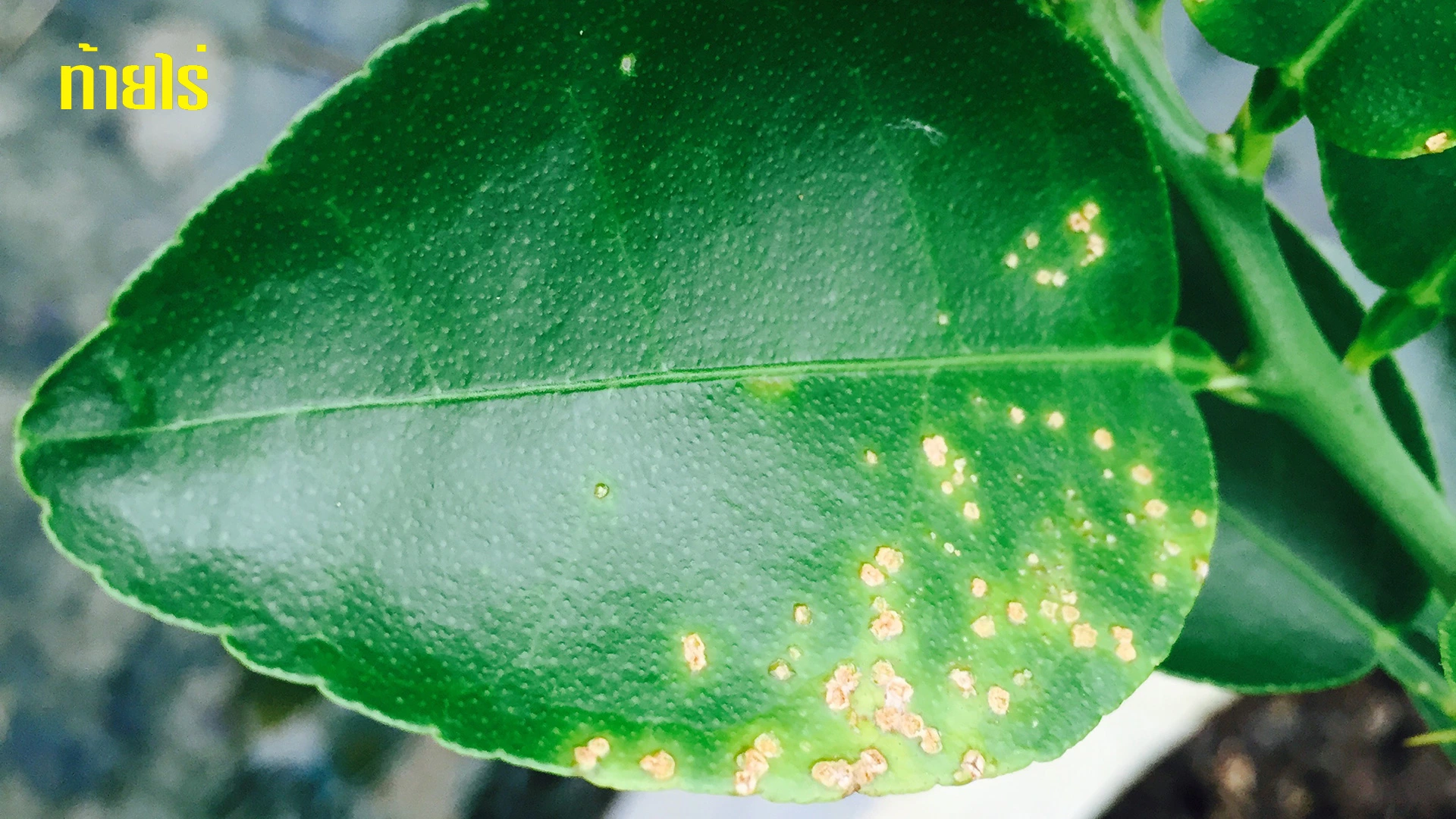 แคงเกอร์หยุดระบาดดูอย่างไร