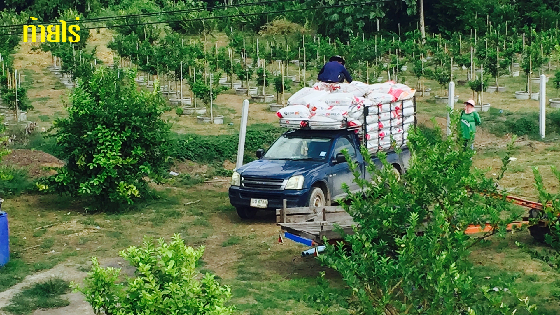 มูลวัวต้องมีติดสวนตลอด