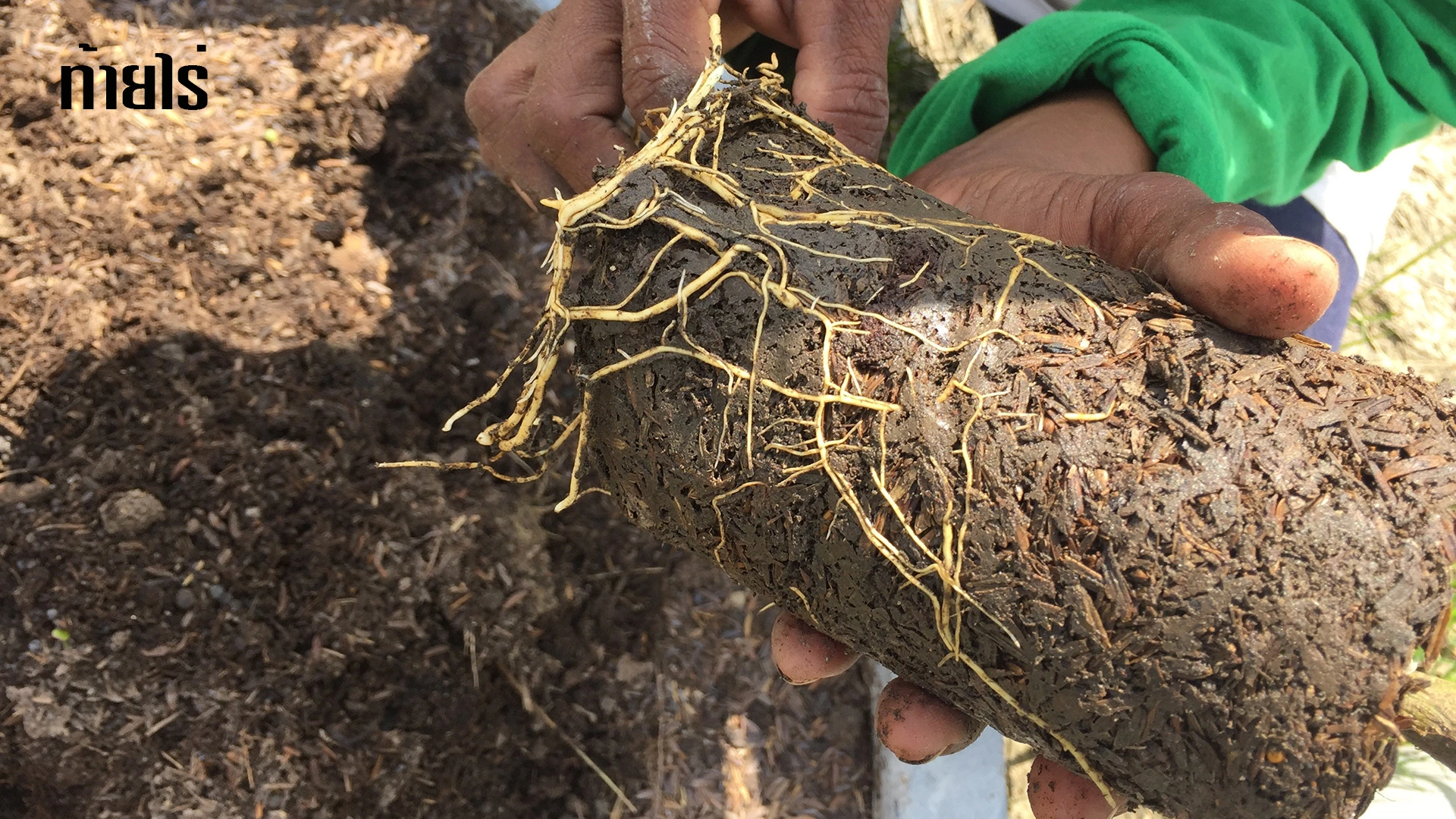 อย่ามองข้ามรากขดในถุงดำ