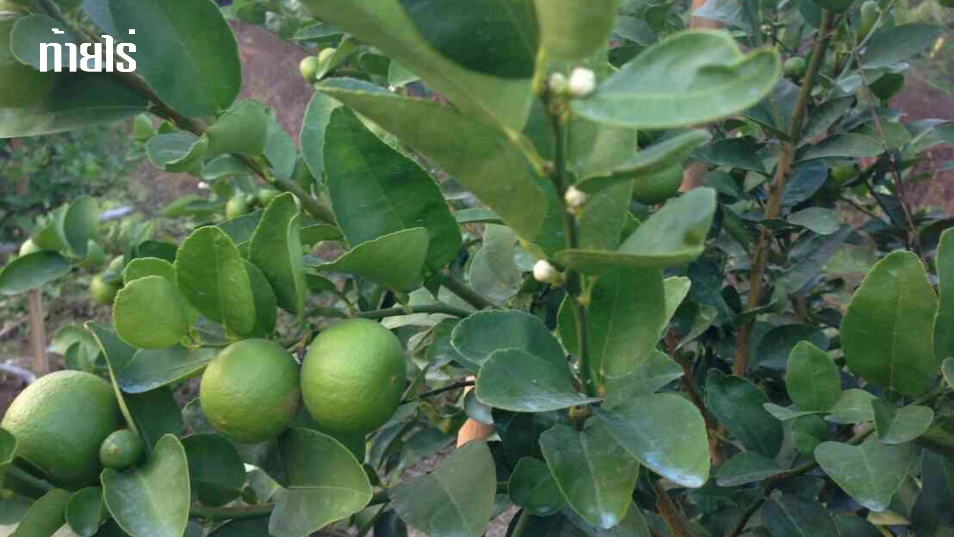 แป้นรำไพติดผลได้หลายรุ่นในต้นเดียวกัน