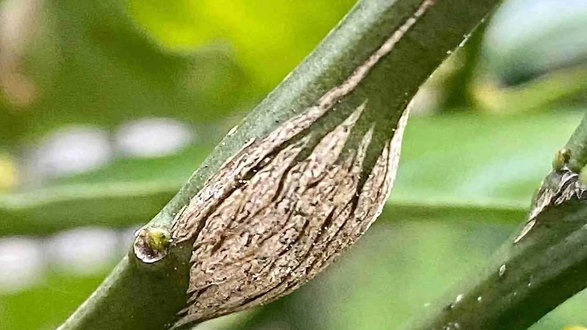 ก้อนเนื้อในต้นมะนาว
