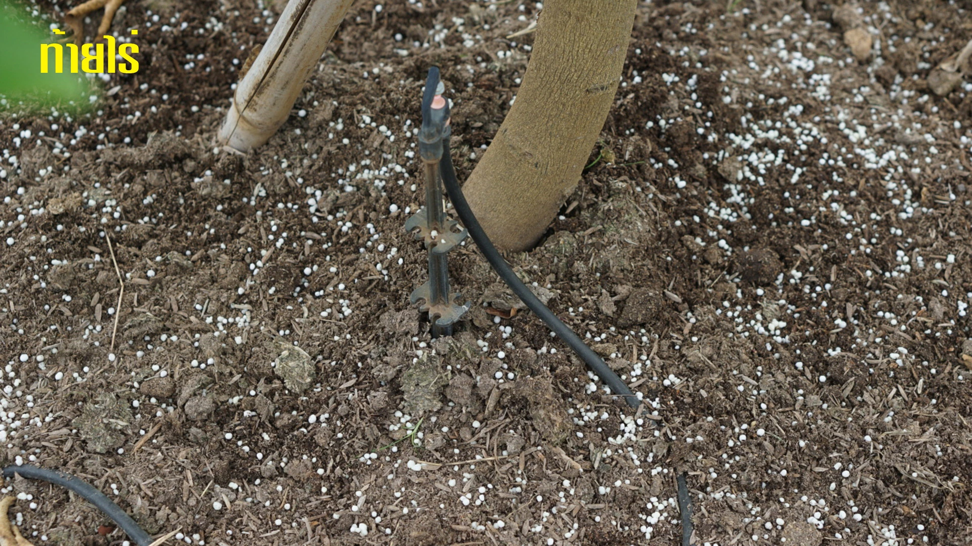 การให้ปุ๋ยเคมีต้องคำนึงถึงสภาพอากาศ