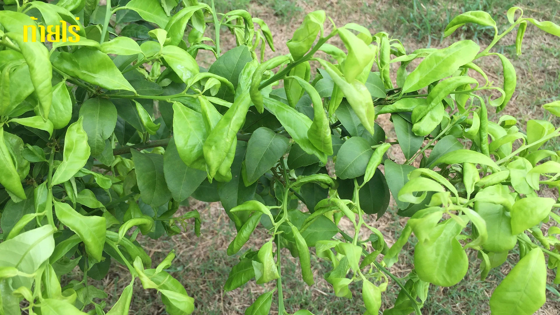 ยาฆ่าหญ้าผลกระทบในสวนมะนาว