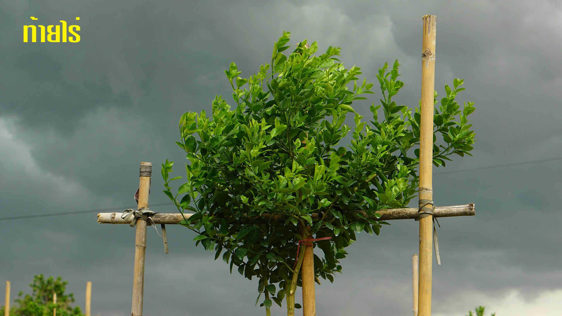 ลมหนาวในสวนมะนาว