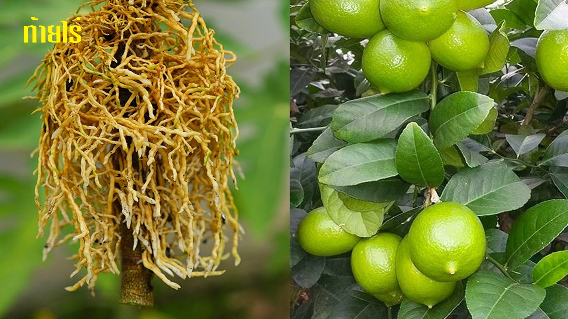 รัศมีของรากมะนาว