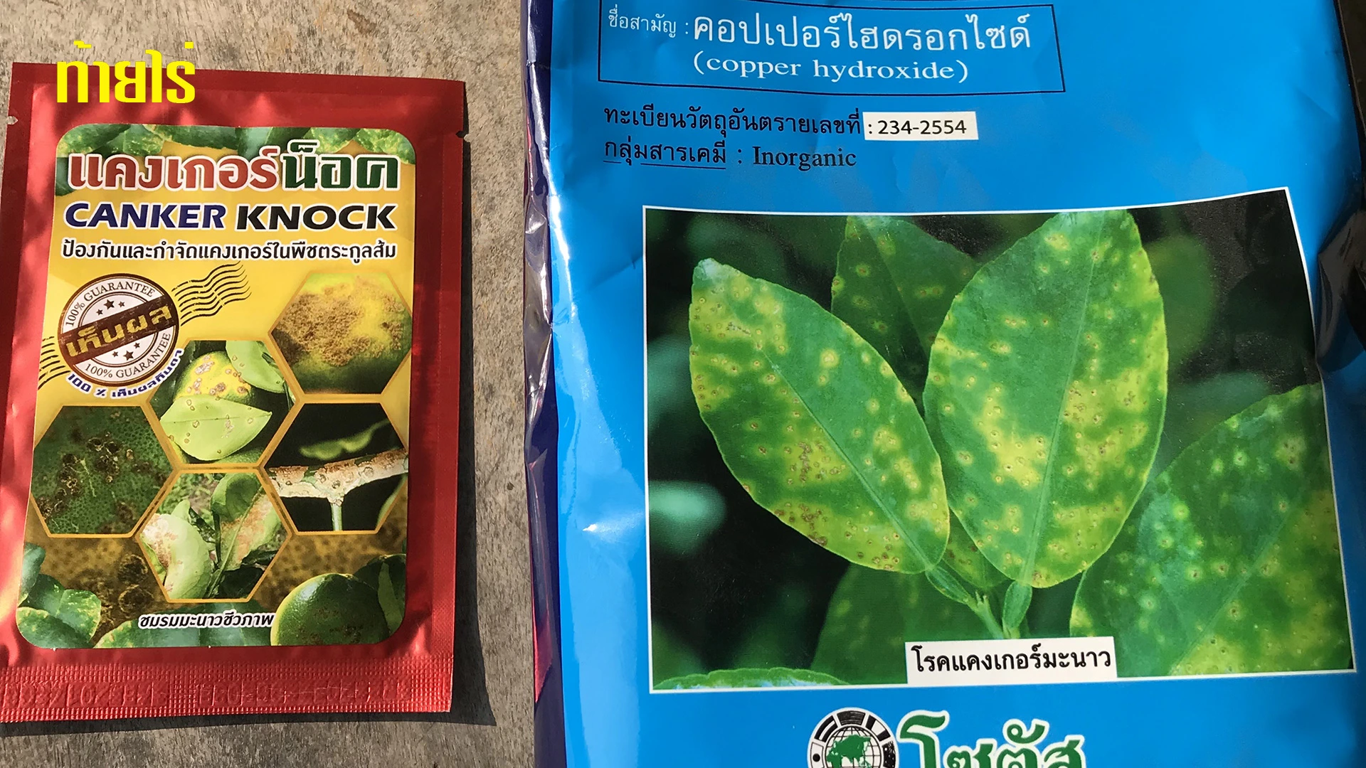 โรคแคงเกอร์มีทั้งป้องกันและกำจัดต้องไปให้ถูกทาง