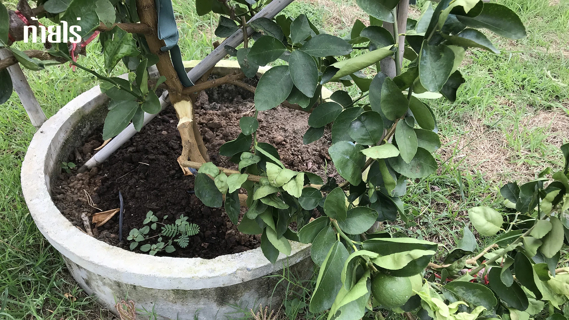 เมื่อมะนาวกิ่งฉีกกิ่งหัก