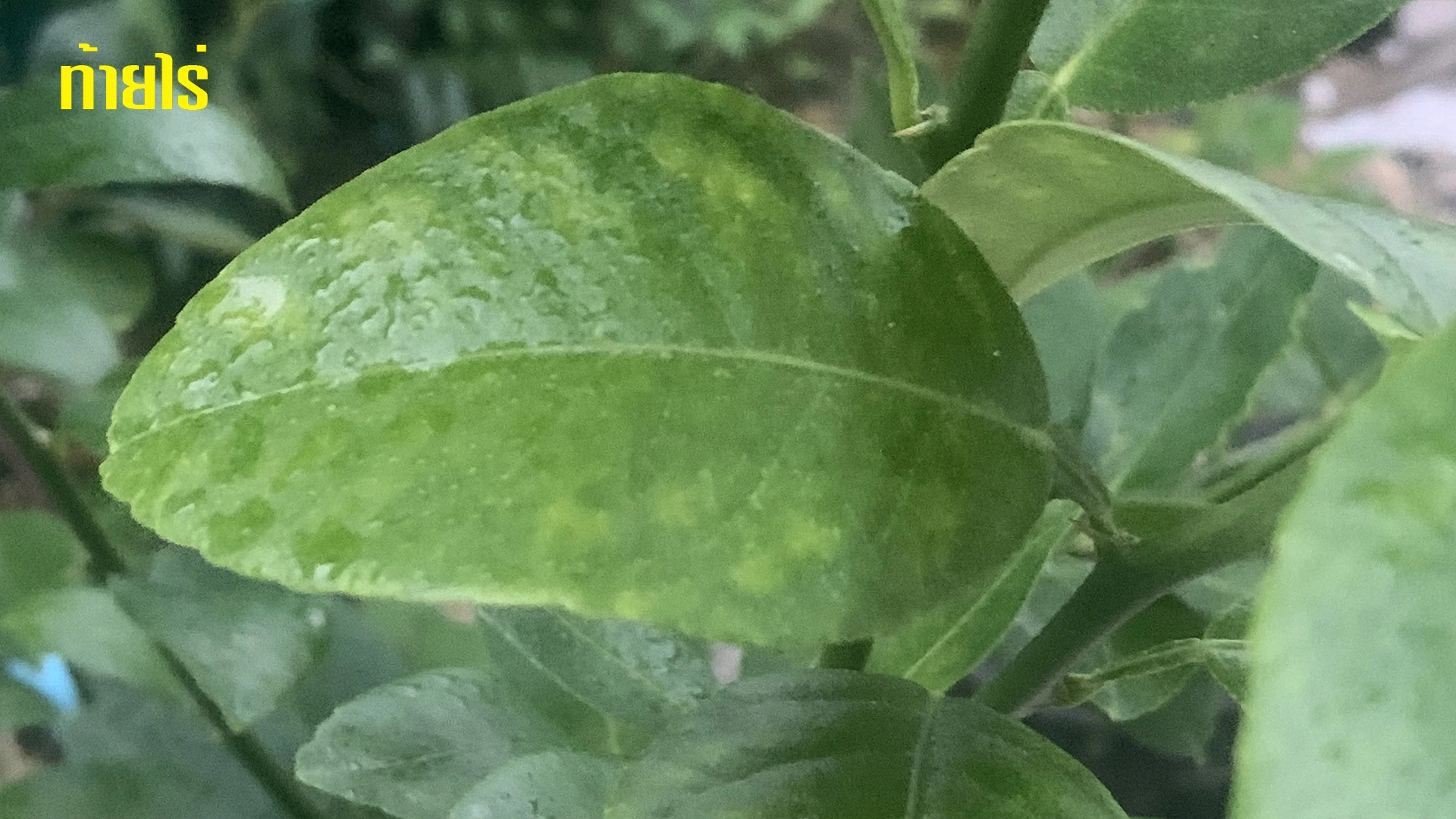 เมื่อใบมะนาวด่างเหลือง