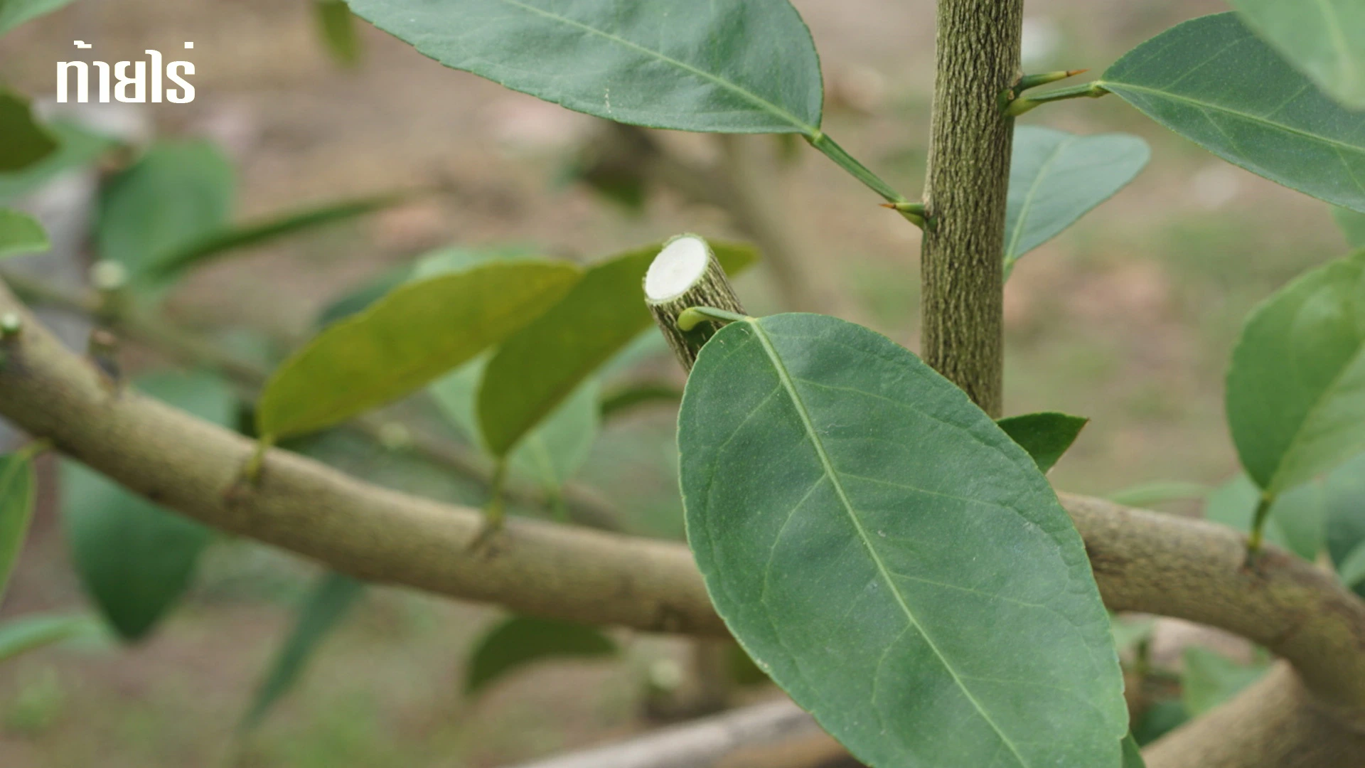 แผลจากการตัดแต่งกิ่ง