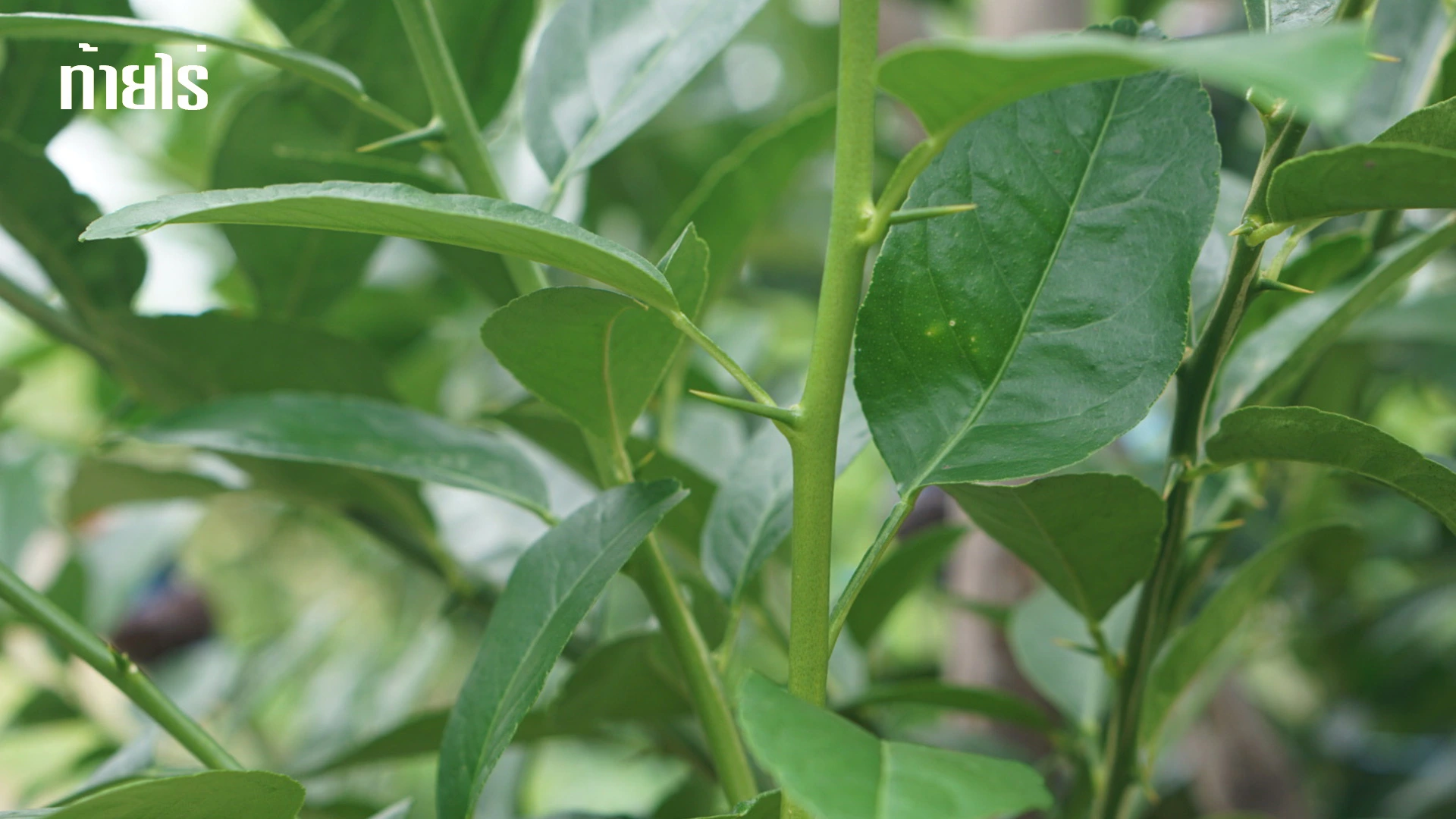 กลางวันร้อนอบอ้าวกลางคืนฝนตก