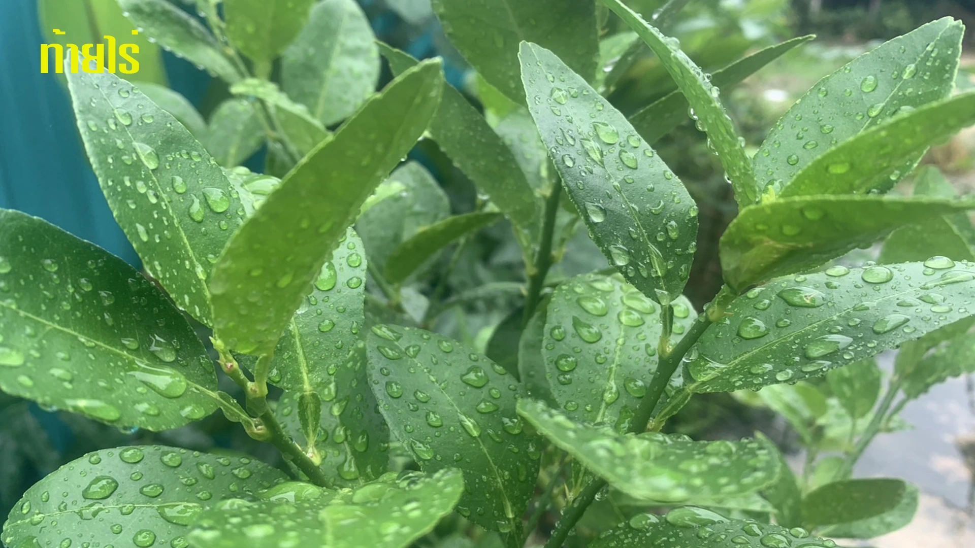 Auxin ที่ปลายกิ่งมะนาว