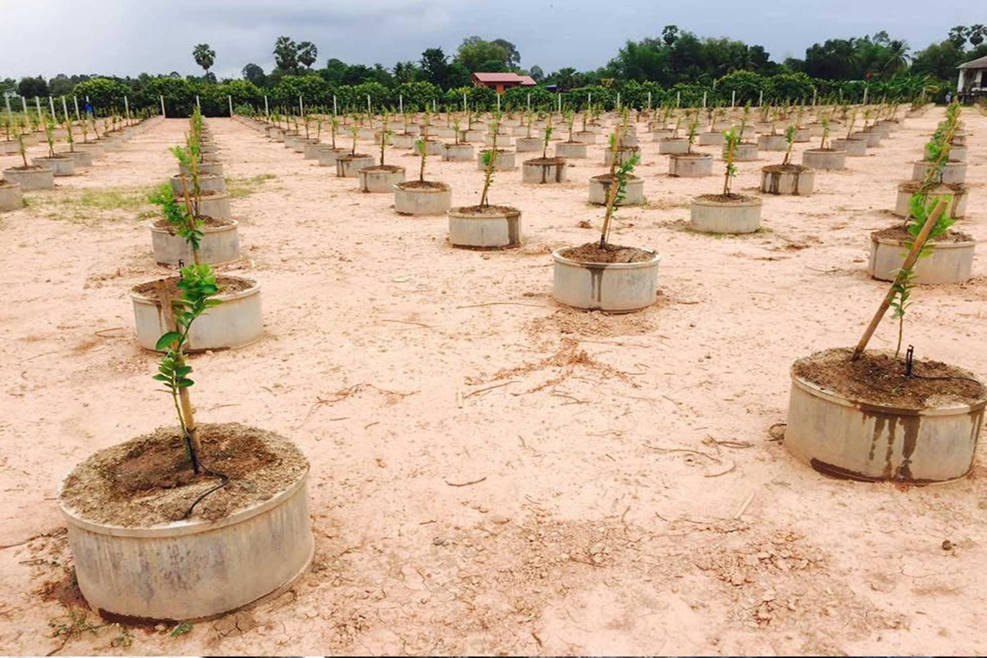 ข้อดีและข้อเสียของการปลูกมะนาวในวงบ่อซีเมนต์