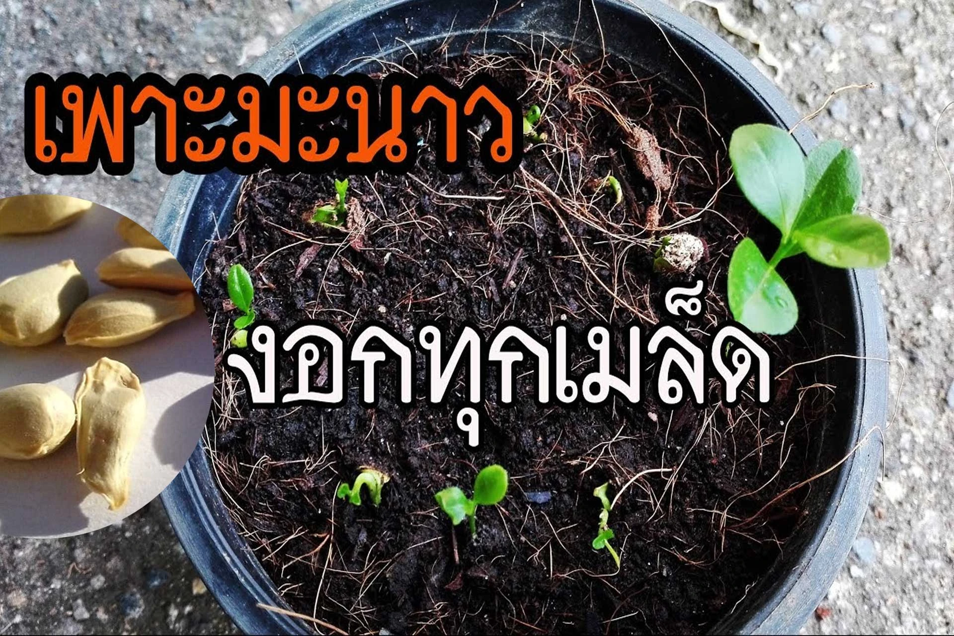 เทคนิคการเพาะมะนาวจากเมล็ด