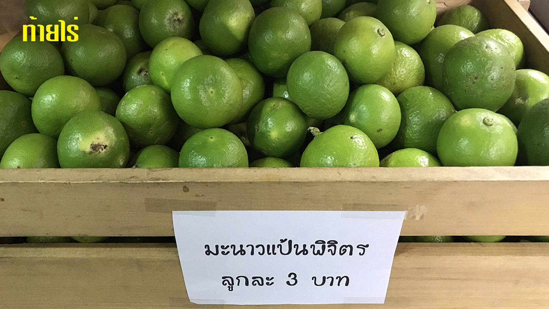 สายพันธุ์มะนาวที่คัดเลือก ปลูกในวงบ่อซีเมนต์ 