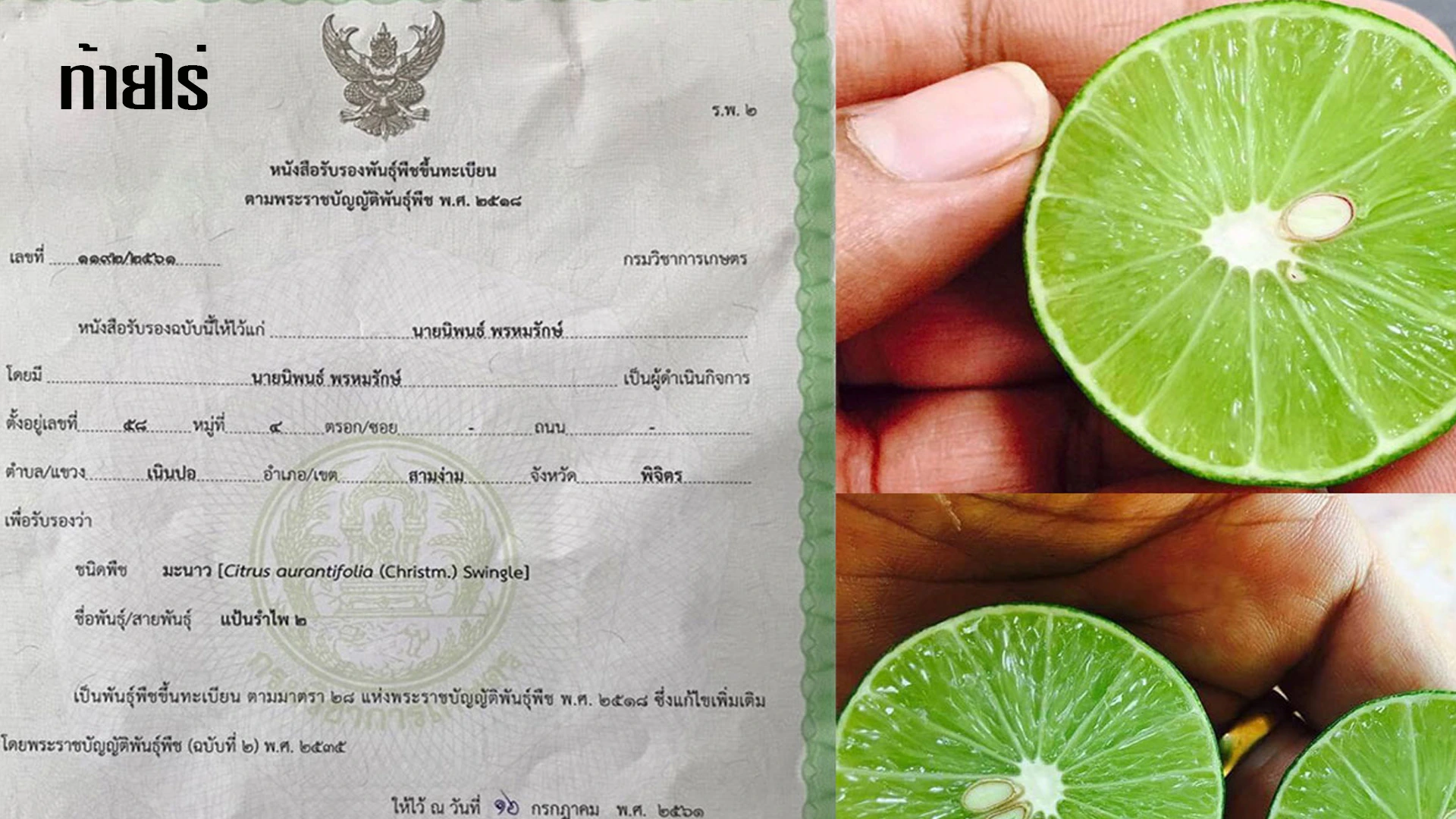 รู้จักมะนาวแป้นรำไพ2