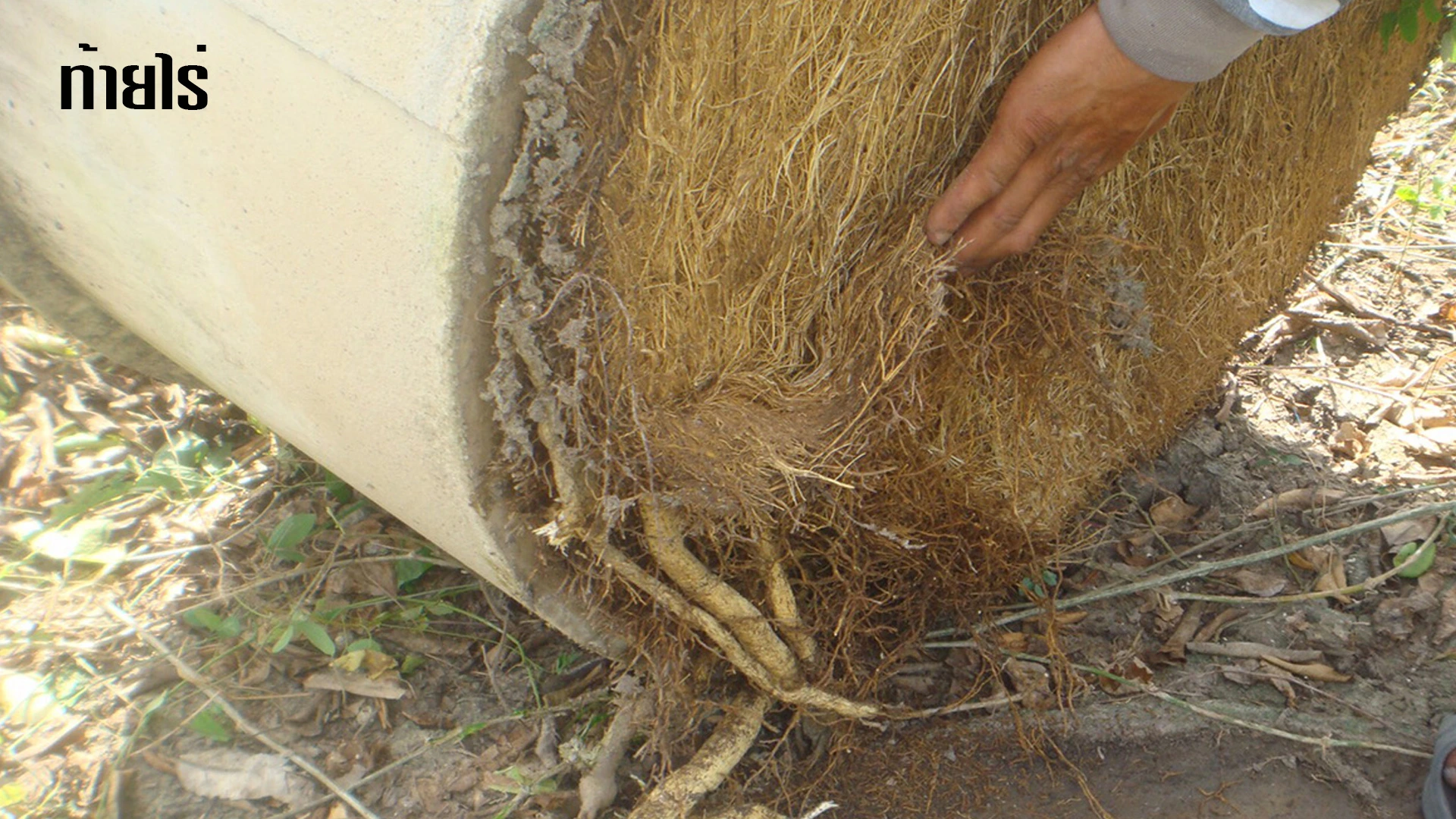 พึงระวัง สำหรับมะนาว วงบ่อซีเมนต์ ปีที่ 2 ขึ้นไป