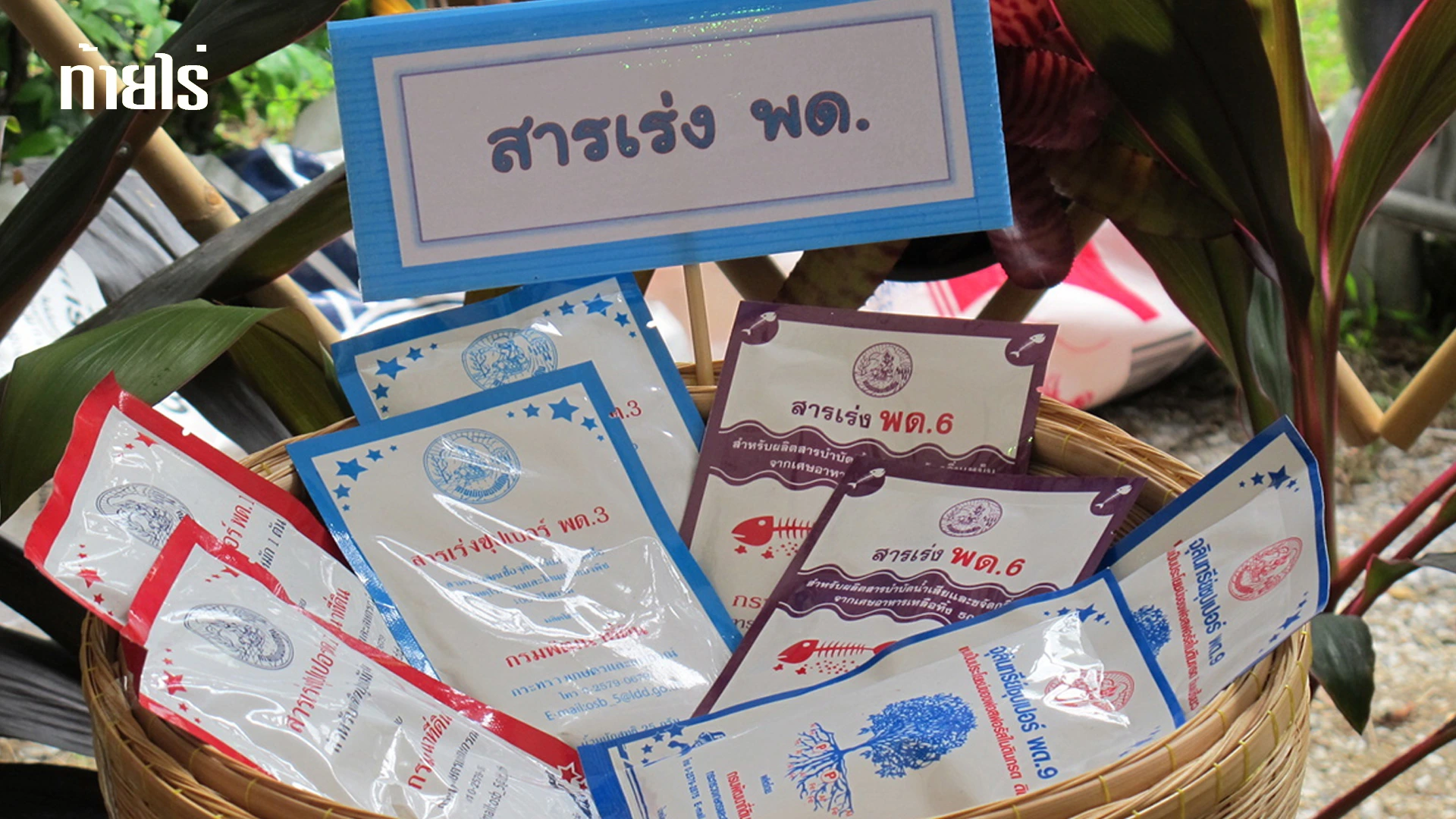 เพาะเชื้อป้องกัน โรครากเน่า โคนเน่า ด้วย พด.3
